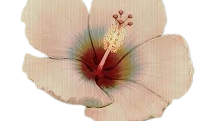Hibiscus Logo